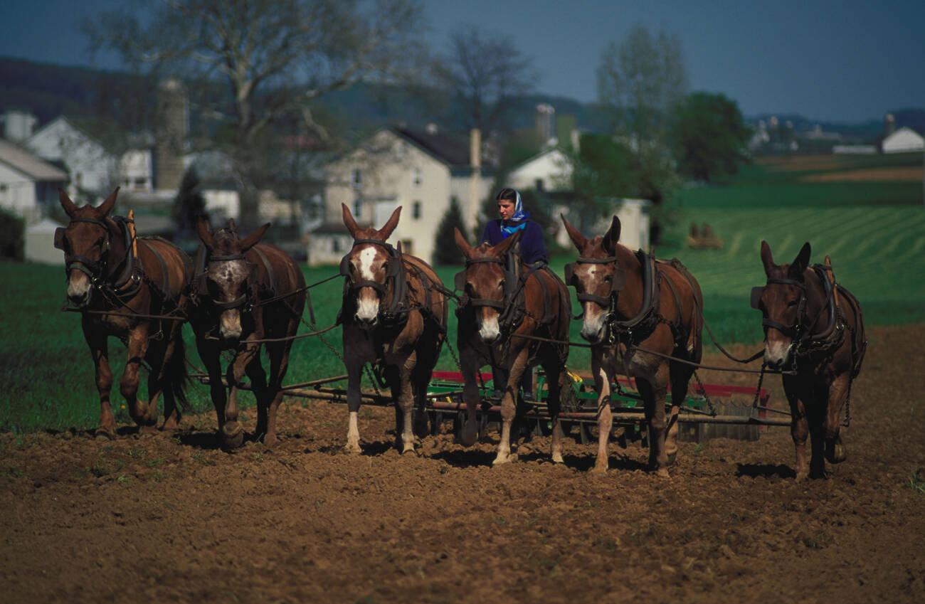 Do Amish Pay Taxes