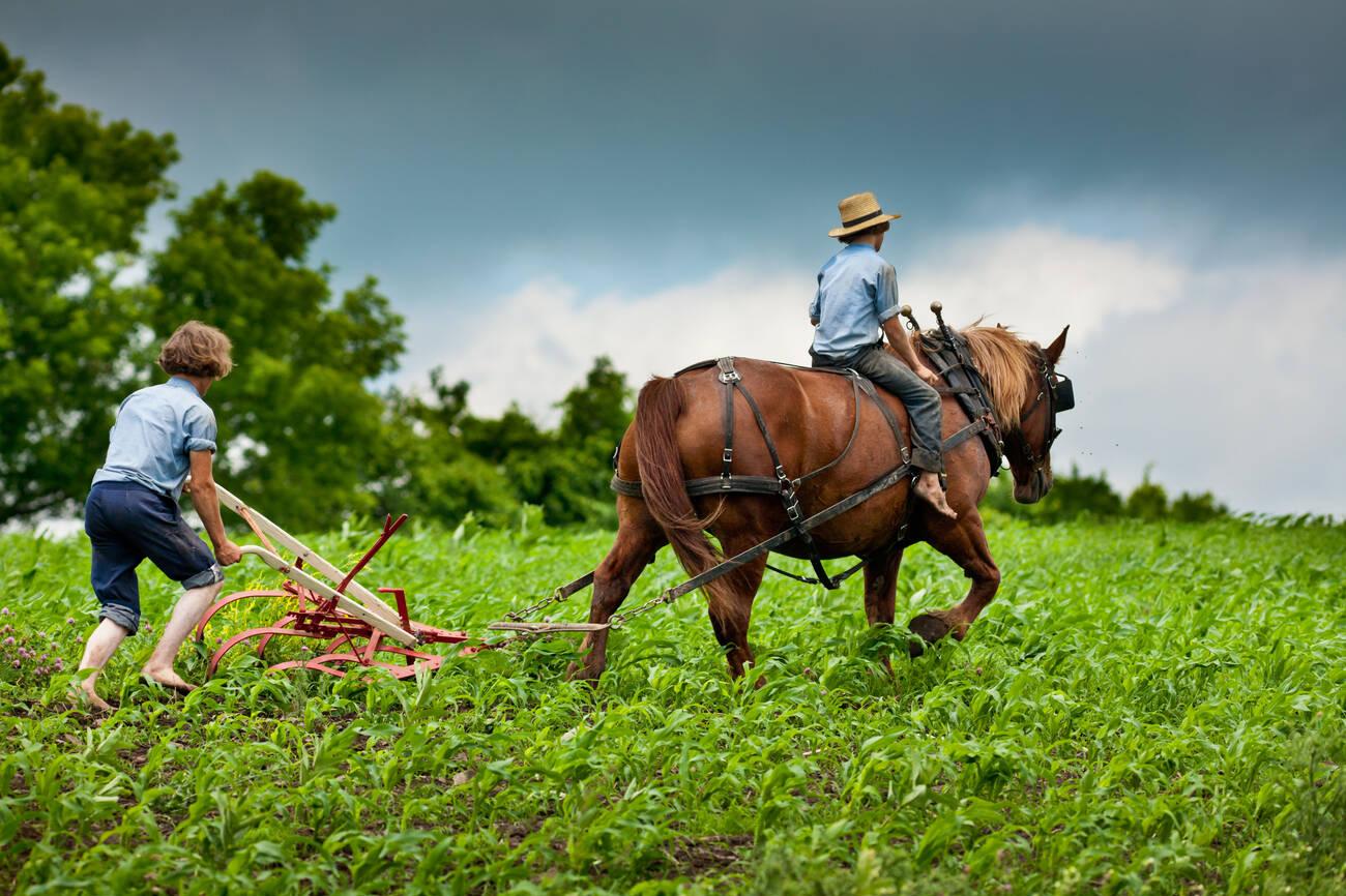amish immunity