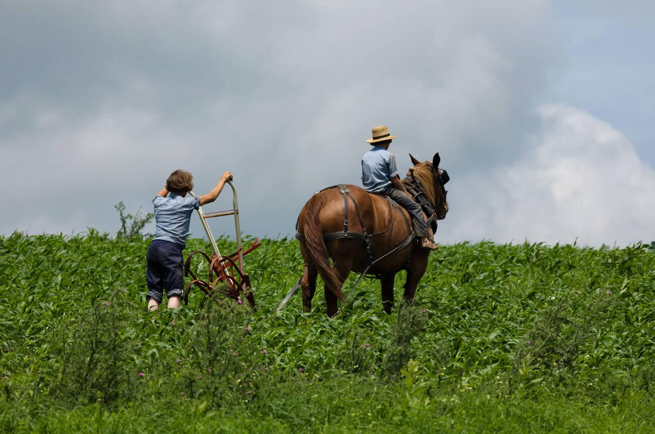 amish working