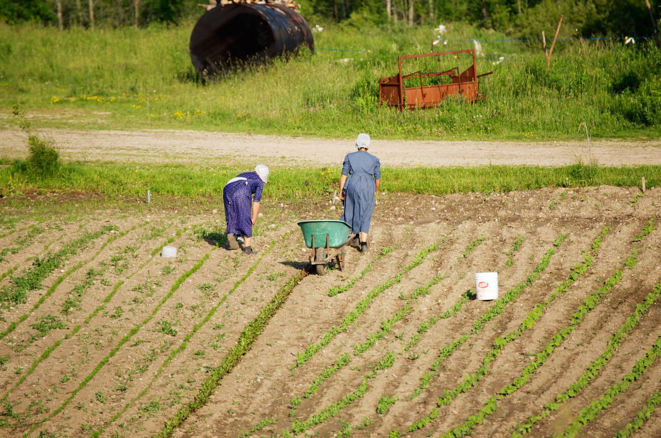 did amish own slaves