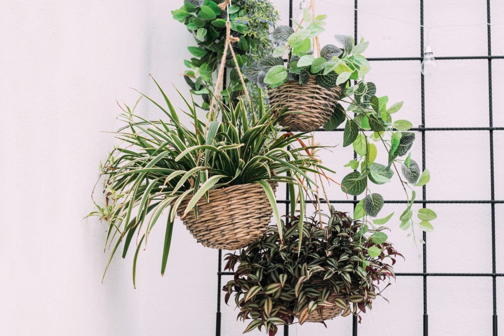 hanging baskets ideas