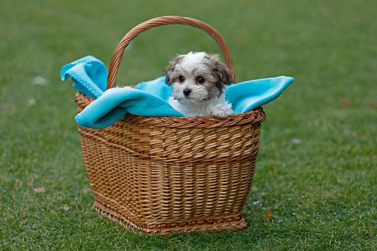 dog toy basket ideas