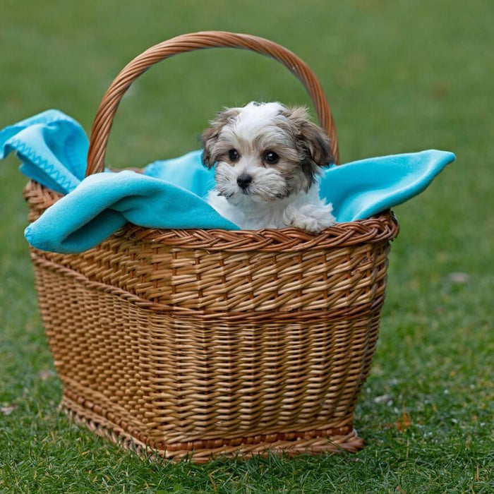 dog toy basket ideas