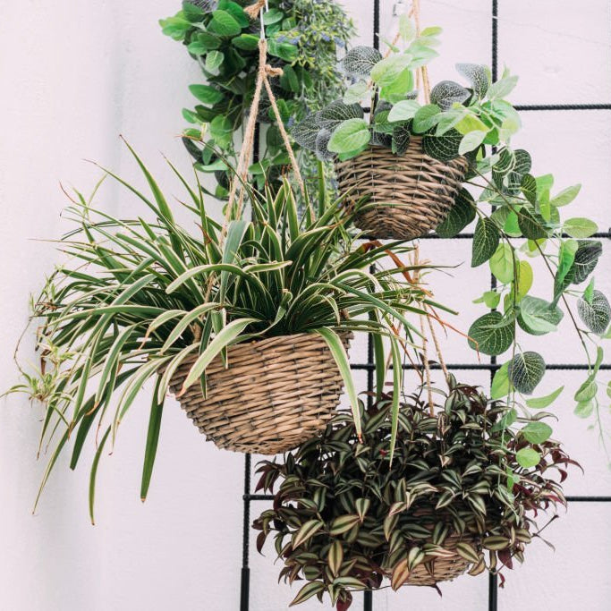 hanging baskets ideas 