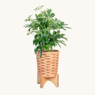 Medium Round Basket Planter | Woven Wicker Plant Pot w/Drainage