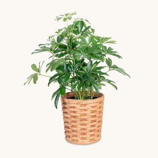 Medium Round Basket Planter | Woven Wicker Plant Pot w/Drainage