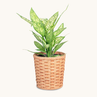 Large Round Basket Planter | Woven Wicker Plant Pot w/Drainage