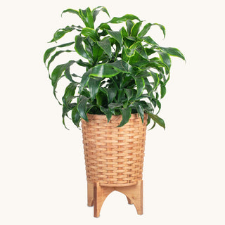 Extra-Large Round Basket Planter | Woven Wicker Plant Pot w/Drainage